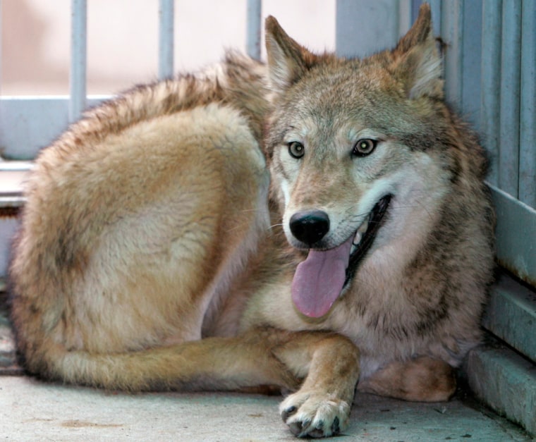 File photo of cloned wolf in cage at veterinary hospital in Kwachon