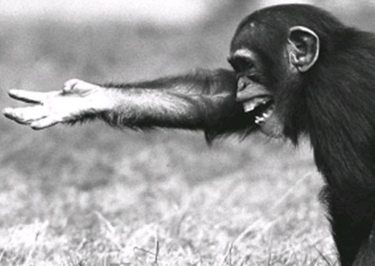 A juvenile chimpanzee tries to reclaim food that a dominant member of the group has taken away by combining a reaching hand gesture with a silent, bared-teeth face.