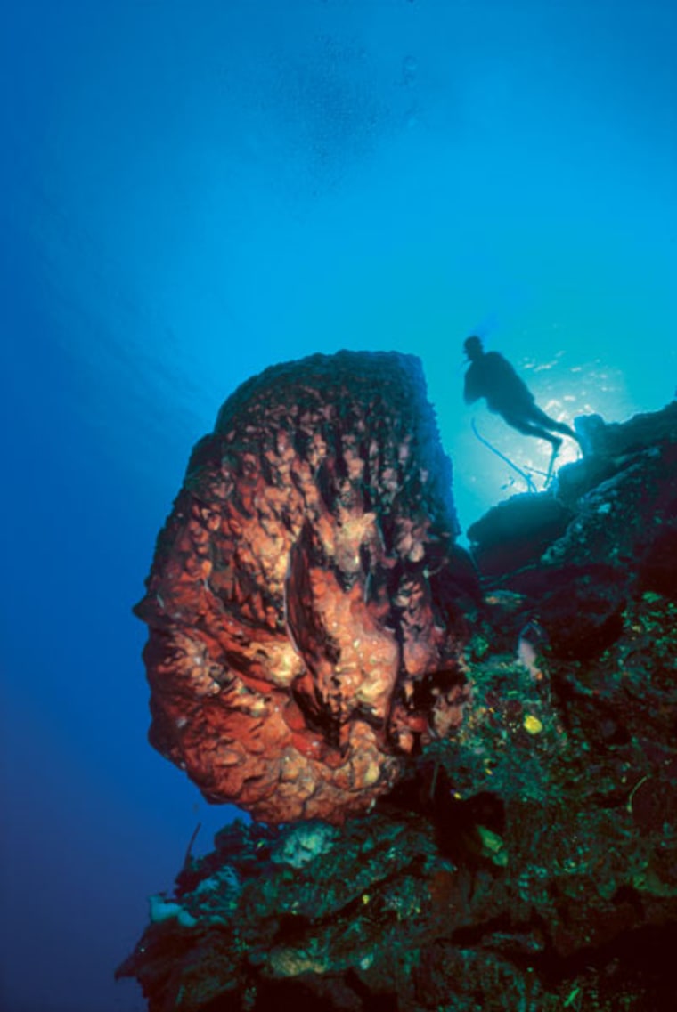 A large barrel sponge forms the figurehead on the prowl of a Cayman wall.