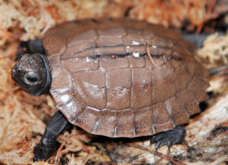 Conservationists brand tortoise shells to save species from the