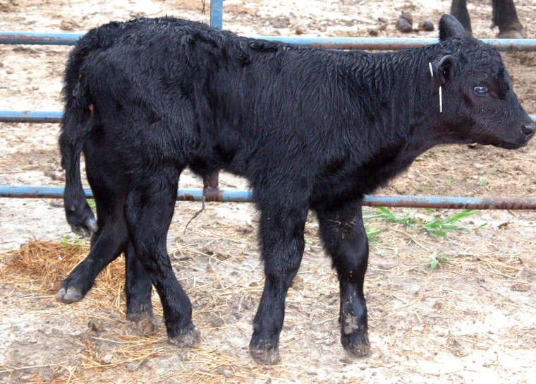 Angus calf kicks up its heels — all six of them
