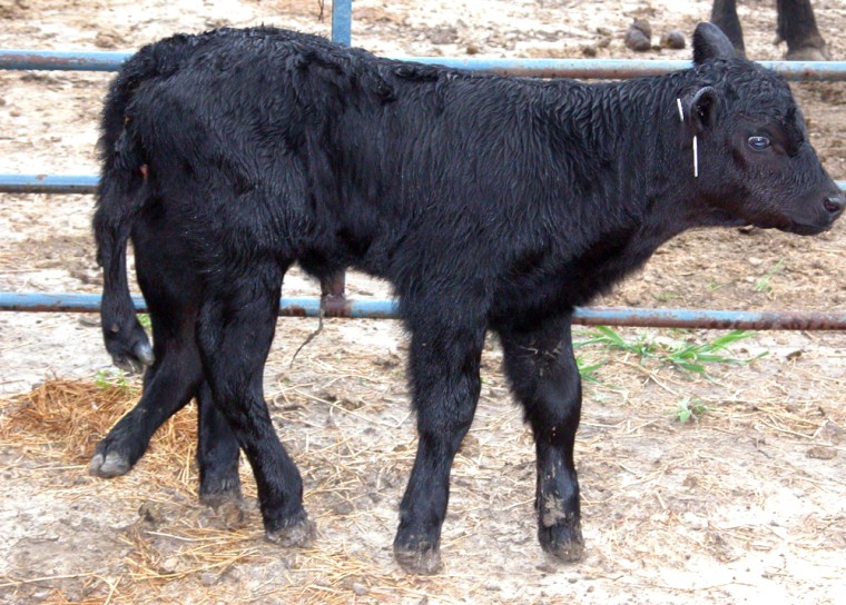 The six-legged calf born Sunday on the farm of Brian Slocum of Litchfield, Neb., on Sunday stands in a pen Thursday.