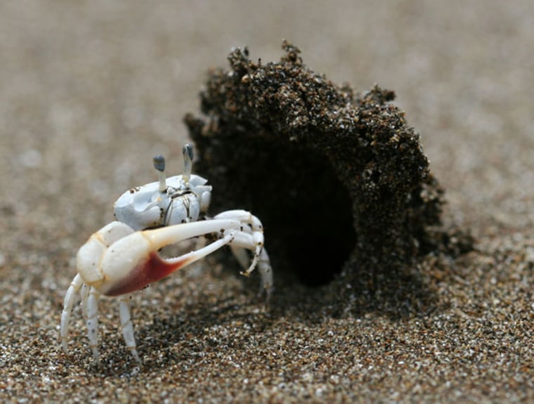 Male fiddler crab, Uca terpsichores, with sand castle hood shelter. Credit: John Christy, Smithsonian Tropical Research Institute 
