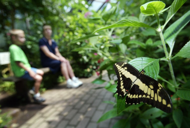 A Giant Swallowtail butterfly, a citrus feeder found in Florida, perches on a plant at The Butterfly Place in Westford, Mass., in this file photo.
