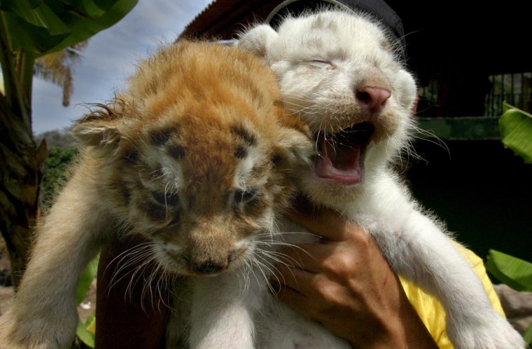 A keeper holds two 20-day-old tiger cubs at Puerto Vallarta's zoo