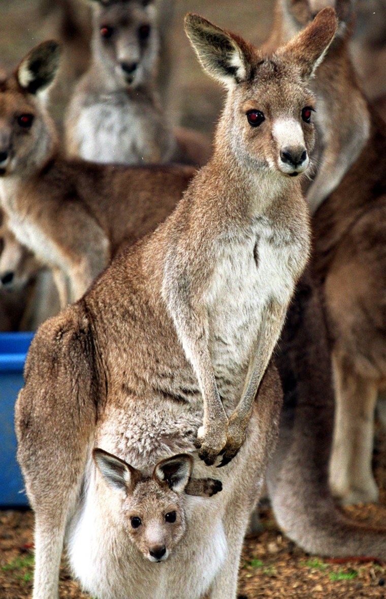A female kangaroo and her joey are seen in suburban Sydney, Australia, in 2005.
