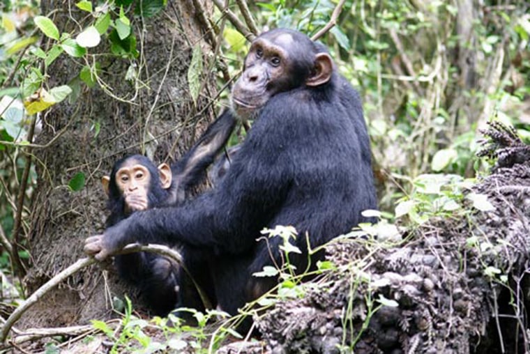 Scientists think clashes over stomping grounds might fuel infanticides and that human encroachment on chimpanzee territory might exacerbate the situations.