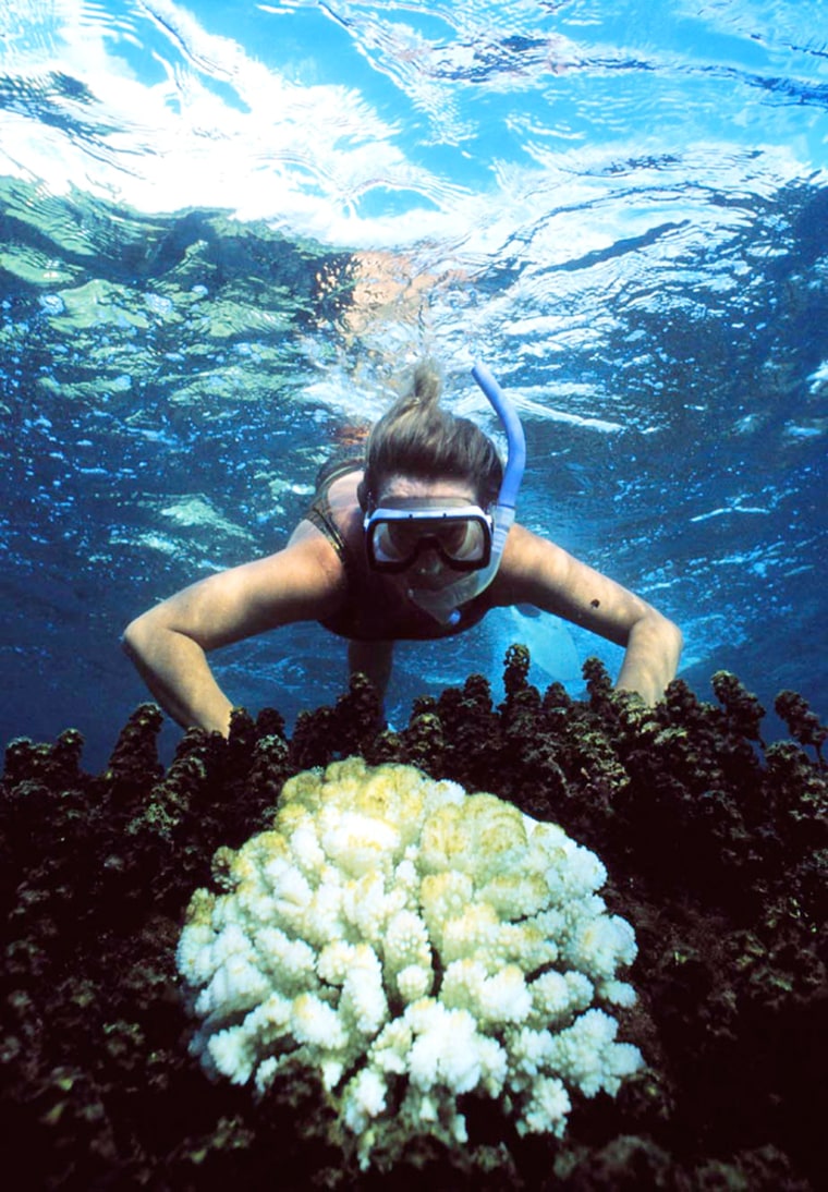 Undated file photo of a tourist swimming in the Great Barrier Reef