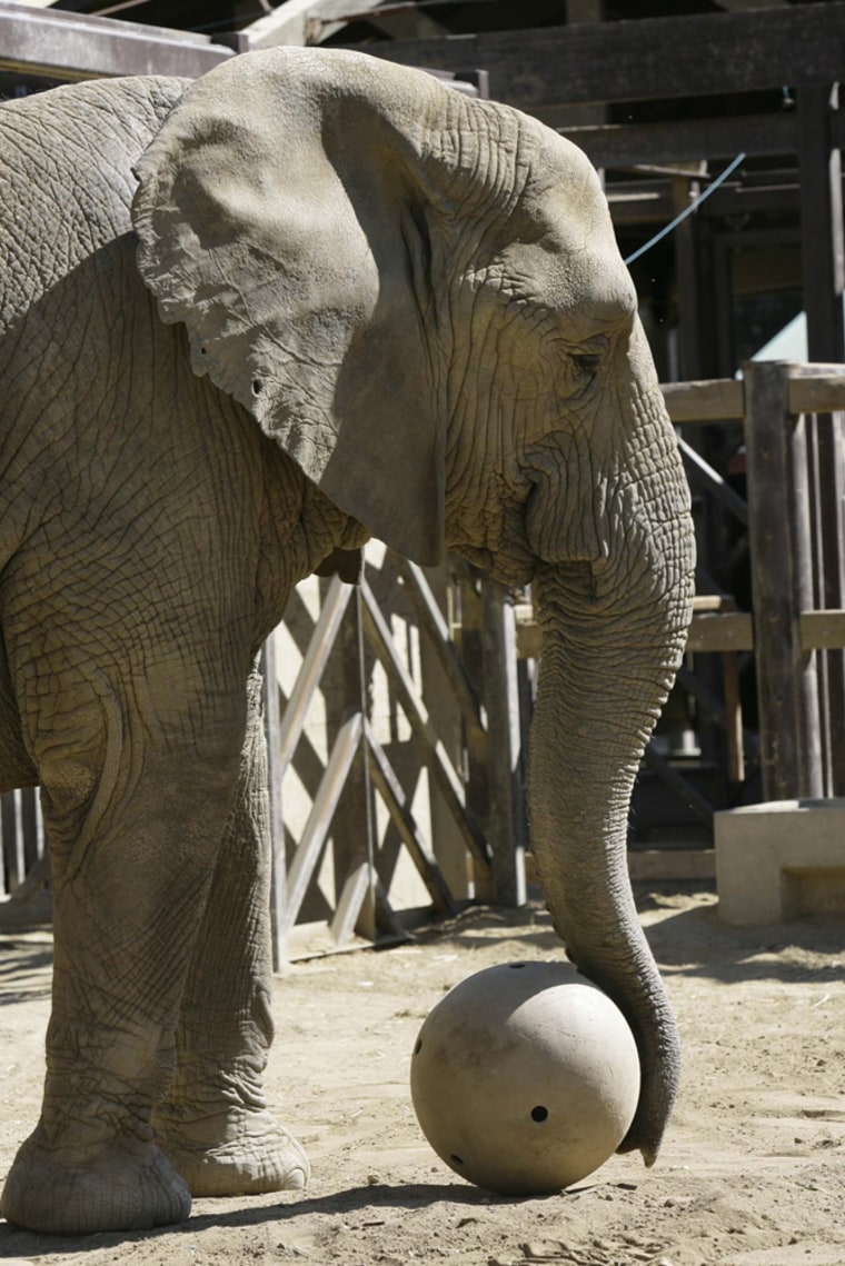 Ruby, the Los Angeles Zoo's African elephant, will live out the rest of her days in an animal sanctuary in central California. 