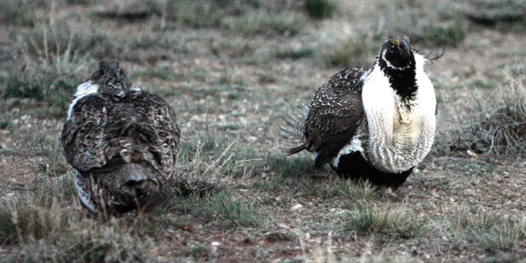 ** FOR IMMEDIATE RELEASE **Greater sage grouse perform their annual mating ritual near a blind south of the North Park community of Walden, Colo., April 21, 2007. Small communities such as Walden in the interior West have turned to staging wildlife tours to drum up dollars for their struggling local economies. (AP Photo/David Zalubowski)