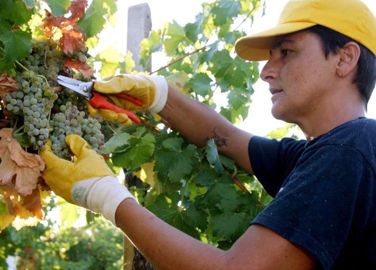 A wine harvest worker snips off grapes at the Castello Banfi vineyard in Montalcino, Tuscany, Italy. Enjoy sipping vino in Tuscany this summer and take a nine-day wine tour starting at $1,889.