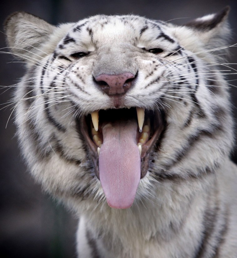 Pampa, a one-year-old male white tiger, yawns at the Metropolitan Zoo in Santiago. The white tiger is one of the most endangered species in the world with an estimated of 240 in existence. 