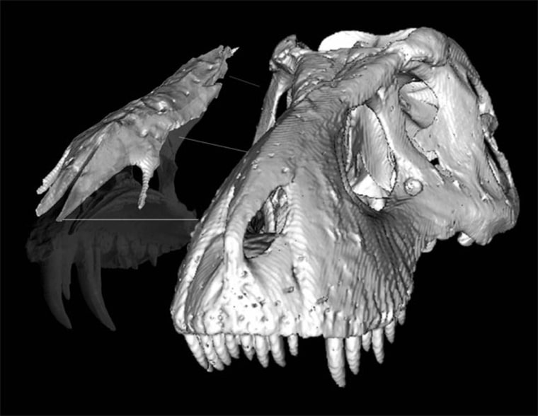 A CT scan image shows the fused nasal bones of a T. rex and how the structure fits onto the skull.