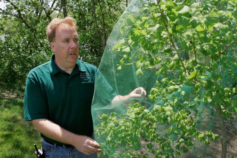 Tom Tiddens, an arborist at the Chicago Botanic Garden, stands next to a small tree covered with tulle Monday, May 14, 2007, in Glencoe, Ill. Tiddens recommends covering small or young trees with netting to protect them from damage caused by egg-laying cicadas. (AP Photo/Charles Rex Arbogast))
