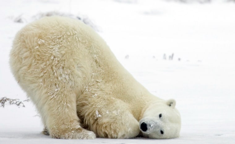 A polar bear plays on the tundra near Churchill, Canada. 