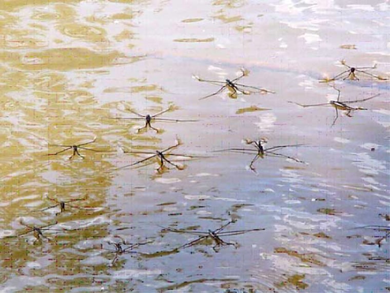 Ferocious Thai insects devour fish
