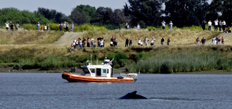 Stranded humpback whales in Sacramento Delta River
