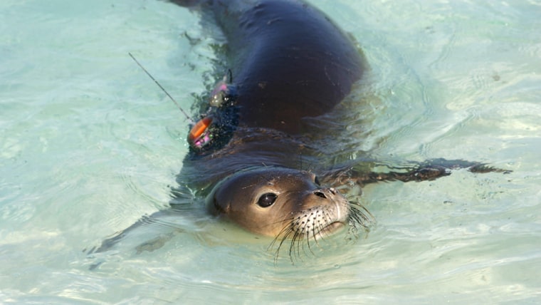 This monk seal pup was one of six released last March with a satellite tag placed on its back. Other efforts to track the endangered species include airborne surveillance.