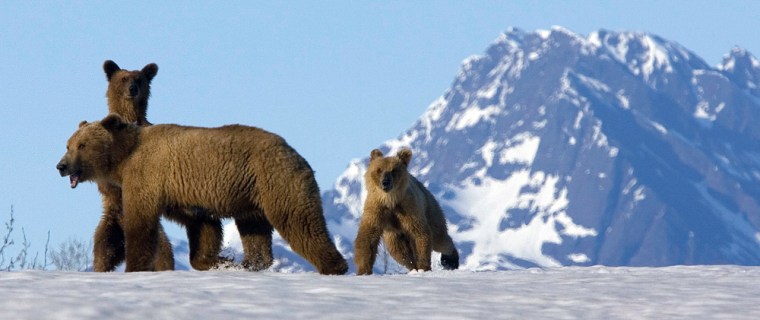 Alaska offers a plethora wildlife and scenery. Here, a brown bear and her cubs travel down the snow and ice-laden Copper River near Cordova, Alaska.