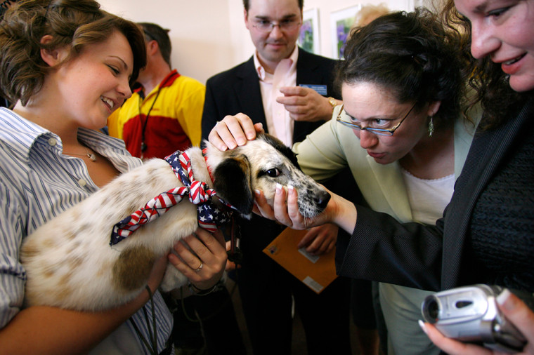 Hero the dog, held by Brittney Murray, is greeted by the staff of Rep. Paul Hodes, D-N.H., Aaron Lavallee, center, Lisa Levine, second right, and Jane Pauley in Hodes's Concord, N.H. office Friday, May 25, 2007.  Hero's owner Spc. Justin Rollins was killed by a roadside bomb in Iraq a day after adopting the pup. Hodes assisted in bringing the dog to the U.S. for Rollins' family. (AP Photo/Cheryl Senter)