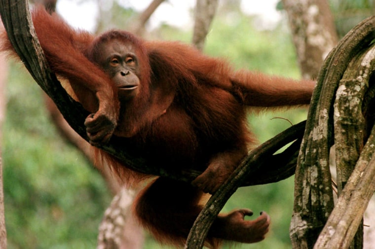Think orangutans just swing around? Actually, it's orangutans — not chimps — that can walk most like people. 