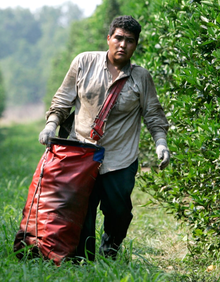 **ADVANCE FOR WEEKEND OF JUNE 2-3**Emanuel Mandujarro, 20, of Guanajuato, Mexico, carries a sack of oranges while working at a citrus farm owned by Sorrells Brothers Inc. in the Central Florida town of Arcadia, Fla. Friday, May 11, 2007. He is working in the country as a temporary worker with an H-2A agriculture work visa. The agriculture guest worker program was designed as a way to provide a stable, legal work force for agriculture with safe working conditions for the immigrants, without adversely affecting local wages.  (AP Photo/Lynne Sladky)