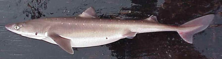 The spiny dogfish, which is actually a species of shark, is commercially caught for the fast-food industry. International delegates on Friday could not agree on protections for the species.