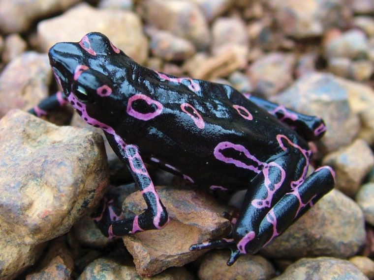 This remarkable-looking toad may be a new species to science. It belongs to the genus Atelopus, and was discovered during a survey of the Nassau plateau in mid-2006 by Surinamese scientists Paul Ouboter and Jan Mol. 
