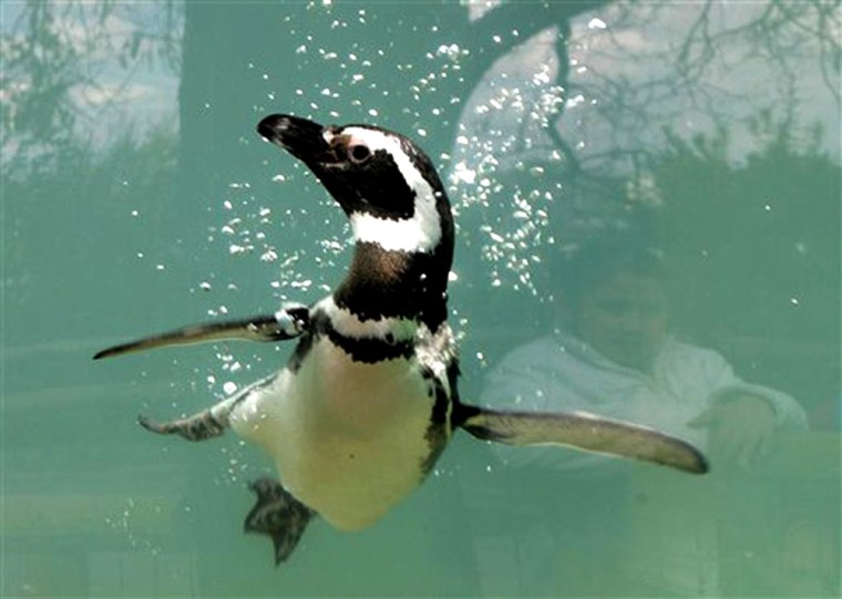 A Humboldt penguin swims at the penguin area in the Chilean Metropolitan Zoo. 