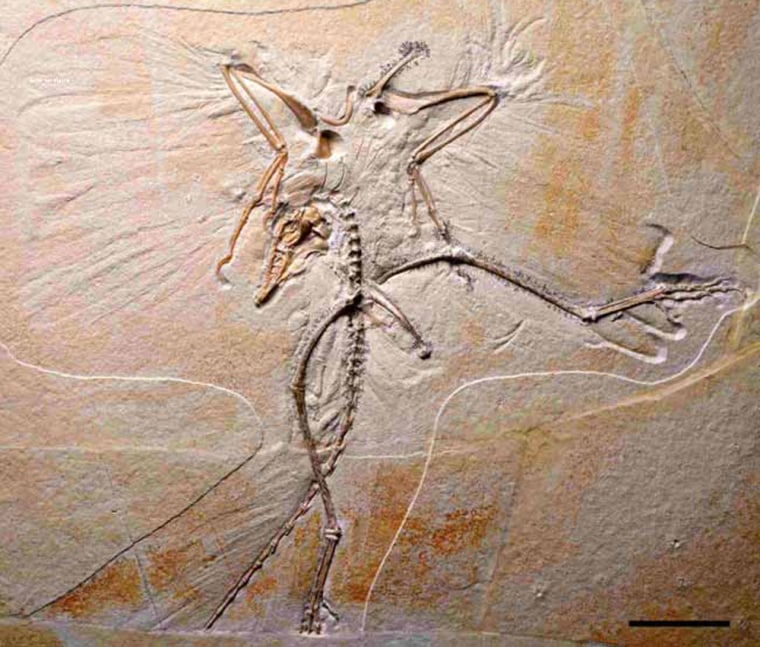 An image of a skeleton with wing and tail feather impressions is the tenth specimen of the first known bird, Archaeopteryx. The new specimen provides important details on the feet and skull of these birds and strengthens the widely but not universally accepted argument that modern birds arose from dinosaurs. 
