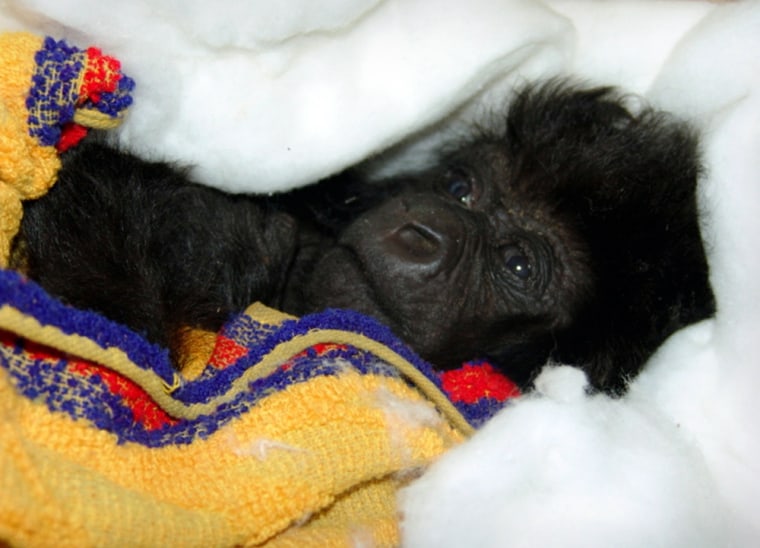 Ndakasi, a baby mountain gorilla orphaned when her mother was shot through the back of the head in a Congolese national park, lies in a box in Goma District