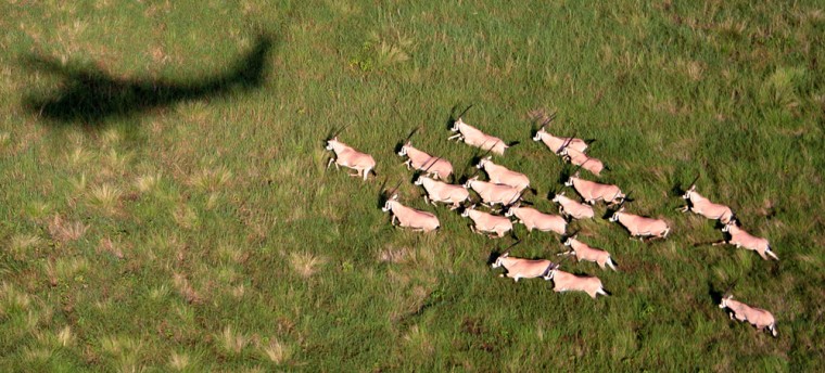 An aerial photograph shows a herd of oryx traveling through Southern Sudan's Boma National Park, as well as the shadow of the Wildlife Conservation Society airplane tracking the animals.