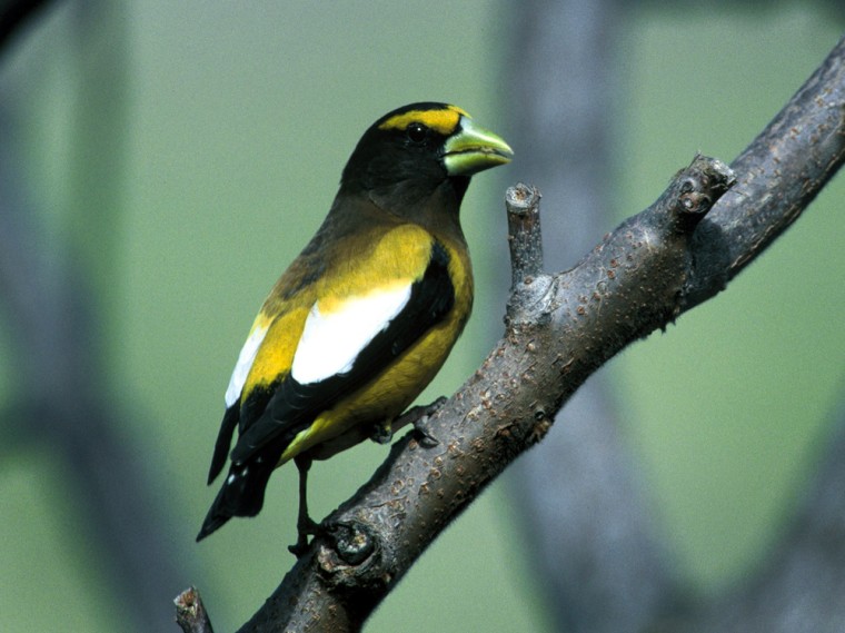 This undated photo provided by the U.S. Fish and Wildlife Service shows the evening grosbeak. The number of evening grosbeak, once common around bird feeders, have fallen by 78 percent since 1967, the second biggest drop in common bird populations in North America according to a new study by The National Audubon Society.  (AP Photo/U.S. Fish and Wildlife Service, Dave Menke) ** NO SALES **