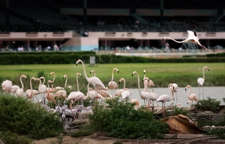 ** FILE ** Flamingos gather on a small island in the infield of Hialeah Park Race Course in Hialeah, Fla. in this May, 22, 2001 file photo. The National Trust for Historic Preservation is warning that development could destroy the 1925 race course. (AP Photo/Wilfredo Lee, File)