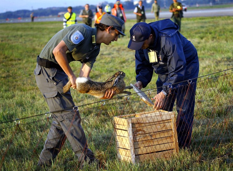 A hare is caged early Sunday after being captured on the Linate airport runway in Milan during a three-hour hunt. The airport was forced to close between 5 and 8 a.m. and 12 flights were rescheduled while 200 volunteers used nets to capture the hares and move them to a safe haven. More than 50 hares were caught. 