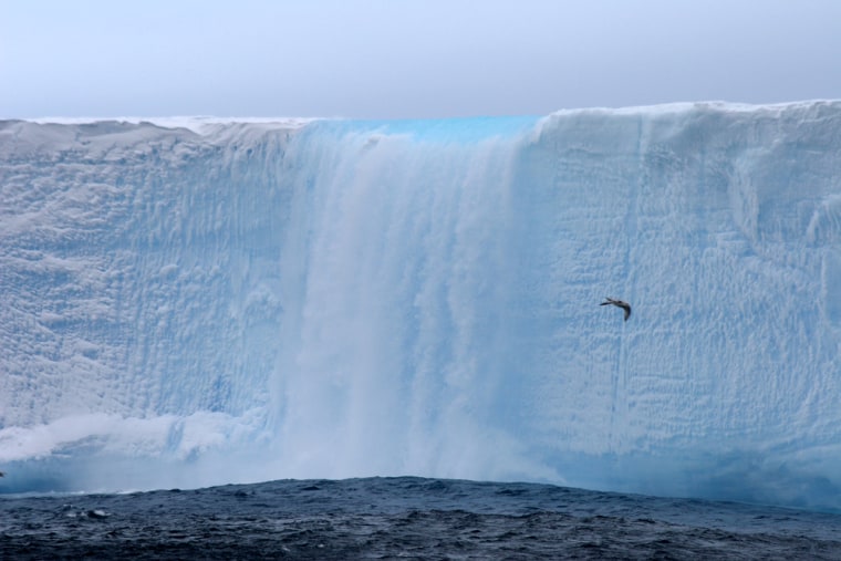 As a bird flies alongside, water cascades off one of the glaciers studied by researchers who found the floating ice to be like oases in the desert, providing habitat for life to flourish.