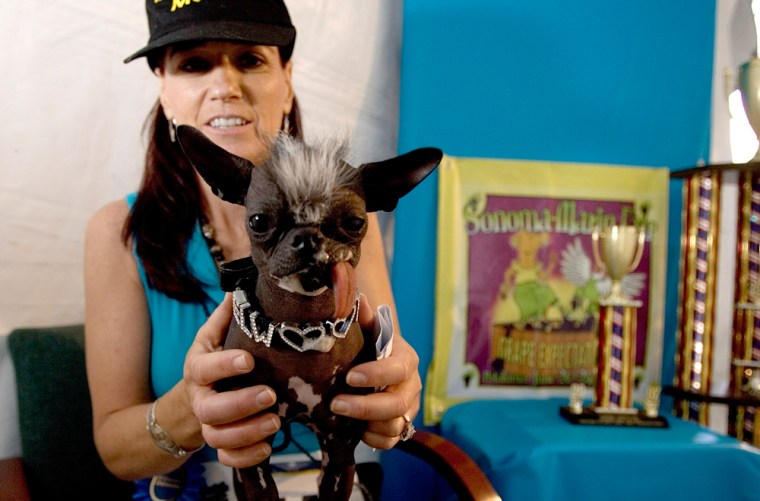 Furry Friends Vie For Title Of Worlds Ugliest Dog