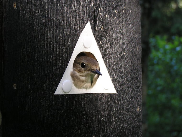 This bird, a pied flycatcher (Ficedula hypoleuca), can act like a copycat, shamelessly imitating which birdhouses rival species choose.