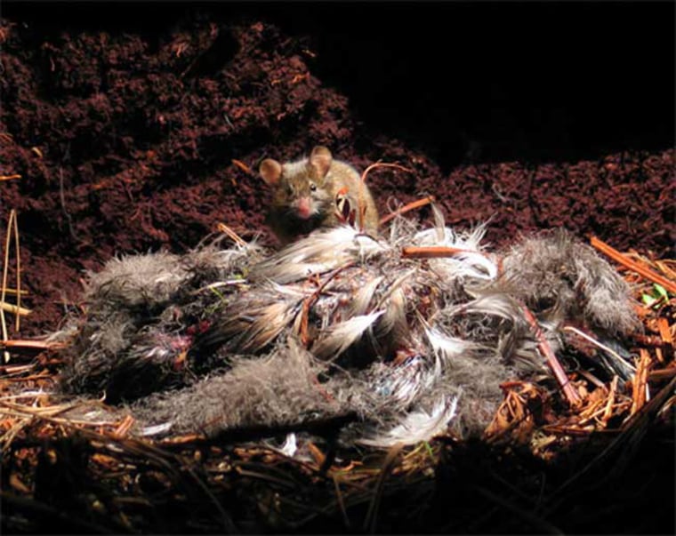 A house mouse feeds on the carcass of an Atlantic petrel chick.