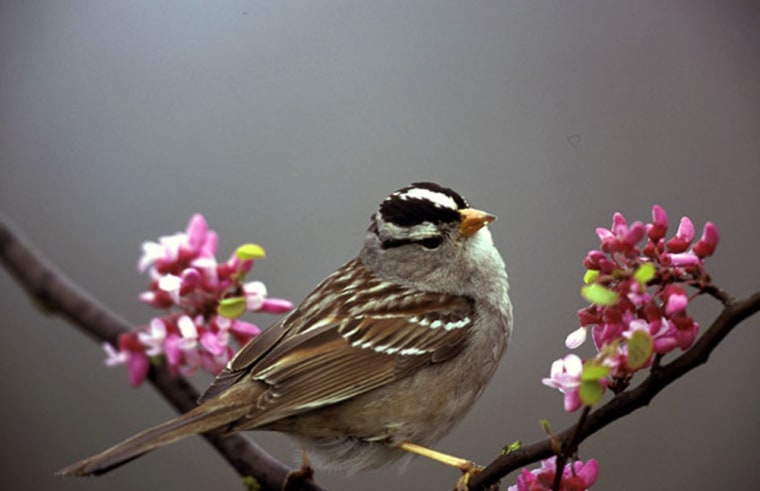 Scientists find that female white-crowned sparrows prefer the latest bird songs instead of oldies. 