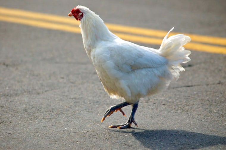 Domestic chickens use Earth's magnetic field to navigate. 