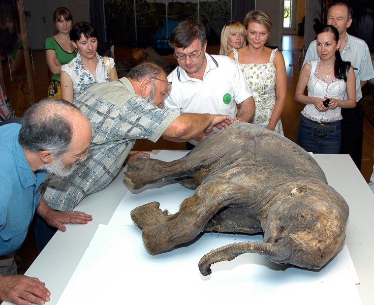 The carcass of a baby mammoth is examined in the Arctic city of Salekhard in this July 2, 2007 photo.