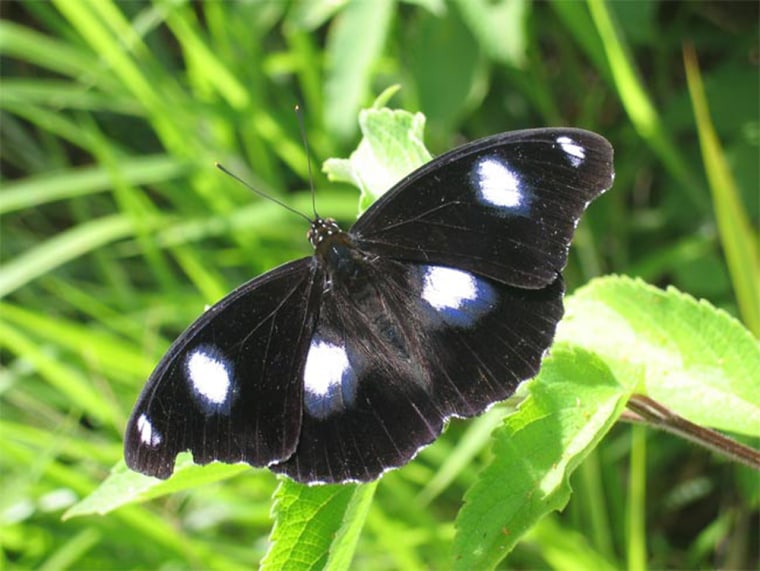 A male Hypolimnas bolina, or Blue Moon butterfly.