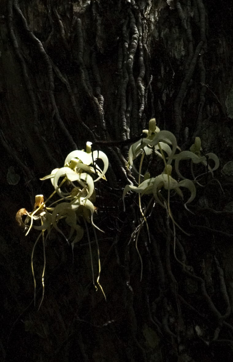 A rare ghost orchid with multiple blooms grows on a bald cypress tree at Corkscrew Swamp Sanctuary Tuesday, July 10, 2007, in Naples, Fla. 