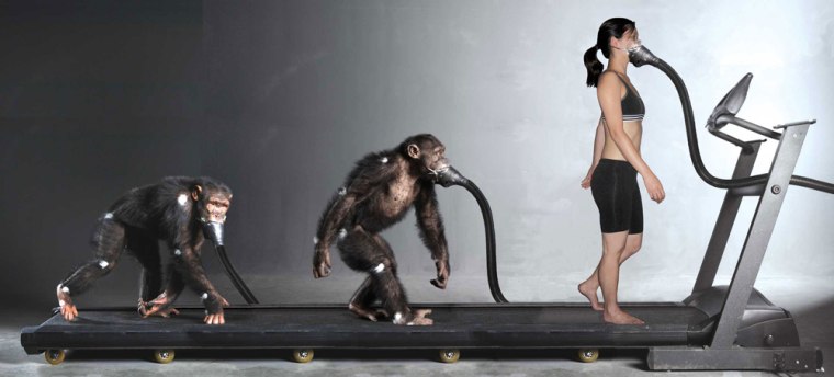 This composite photograph depicts the measurement of oxygen consumption during walking in on fours or twos. Metabolic and biomechanical comparisons of human and chimpanzee walking indicate that our earliest ancestors may have reaped an energetic benefit by adopting a bipedal gait.