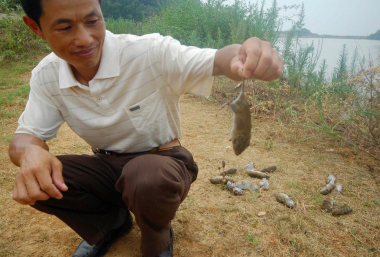 Farmer holds up a rat that he killed along the Dongting Lake in Yueyang