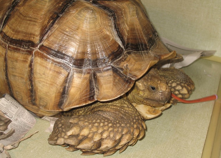 Bob, an endangered African spurred tortoise, was slashed and stabbed after being stolen from his home. The red tube shown in the photo is a feeding tube.