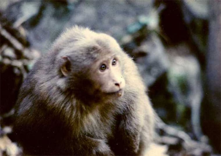 Monkeys like this young Tibetan Macaque get caught up in adult fights when efforts related to tourism restrict their range. The primate infant mortality rate jumped from about 15 percent prior to 1992, to nearly 55 percent after the monkeys became tourist attractions. 
