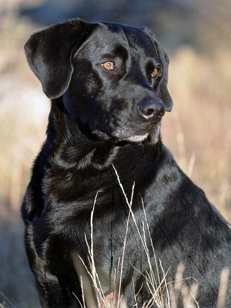 Jake, a black Labrador retriever search and resue dog, is seen in 2003 photo provided by his owner, Mary Flood. Jake, who helped search the rubble following the Sept. 11 attacks and later worked in Mississippi following Hurricane Katrina, died Wednesday, July 25, 2007. The results of an autopsy on his cancer-riddled body are part of a University of Pennsylvania medical study of Sept. 11 search-and-rescue dogs. (AP Photo/courtesy of Mary Flood) **NO SALES**