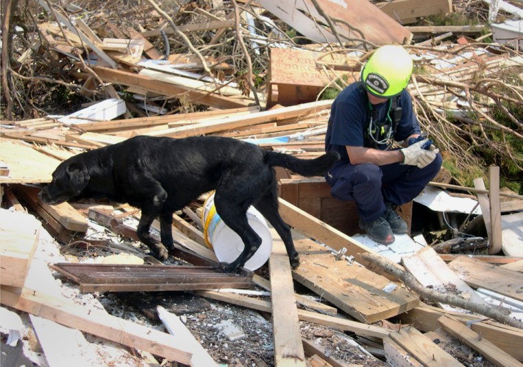 In this September 2005 photo released by Mary Flood, Jake, a black Labrador retriever search and rescue dog, searches in the debris of Hurricane Katrina in Mississippi as a rescue worker watches nearby. Jake, who also helped search the rubble following the Sept. 11 attacks, died Wednesday. 